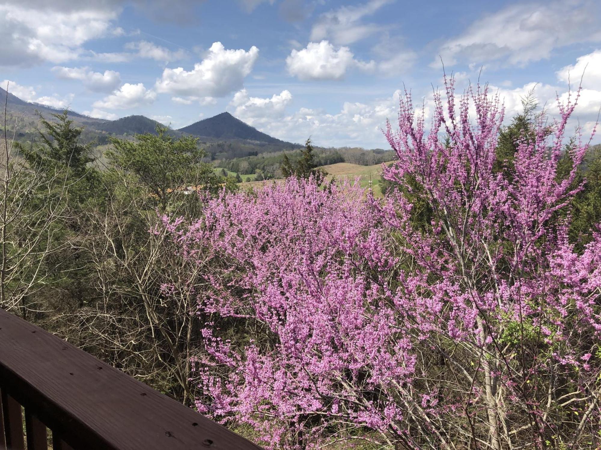 Bear Country Cabin Sevierville Ngoại thất bức ảnh